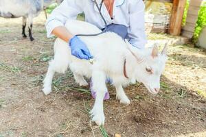 veterinarian woman with stethoscope holding and examining goat kid on ranch background. Young goatling with vet hands for check up in natural eco farm. Animal care and ecological farming concept. photo