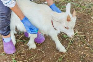 Young veterinarian woman with syringe holding and injecting goat kid on ranch background. Young goatling with vet hands vaccination in natural eco farm. Animal care and ecological farming concept photo