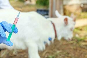 Young veterinarian woman with syringe holding and injecting goat kid on ranch background. Young goatling with vet hands vaccination in natural eco farm. Animal care and ecological farming concept photo