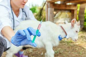 Young veterinarian woman with syringe holding and injecting goat kid on ranch background. Young goatling with vet hands vaccination in natural eco farm. Animal care and ecological farming concept photo