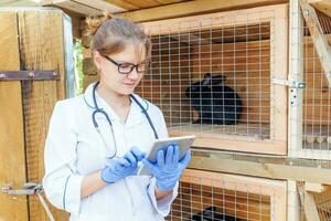 Veterinarian woman with tablet computer checking animal health status on barn ranch background. Vet doctor check up rabbit in natural eco farm. Animal care and ecological livestock farming concept. photo