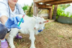 Young veterinarian woman with syringe holding and injecting goat kid on ranch background. Young goatling with vet hands vaccination in natural eco farm. Animal care and ecological farming concept photo