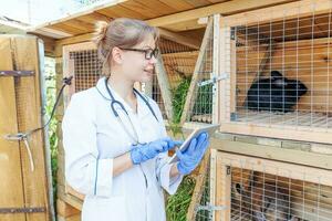 mujer veterinaria con tablet PC comprobando el estado de salud de los animales en el fondo del rancho granero. el médico veterinario revisa el conejo en una granja ecológica natural. concepto de cuidado animal y ganadería ecológica. foto