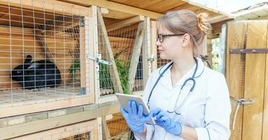 Veterinarian woman with tablet computer checking animal health status on barn ranch background. Vet doctor check up rabbit in natural eco farm. Animal care and ecological livestock farming concept. photo