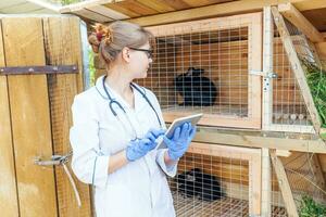 Veterinarian woman with tablet computer checking animal health status on barn ranch background. Vet doctor check up rabbit in natural eco farm. Animal care and ecological livestock farming concept. photo