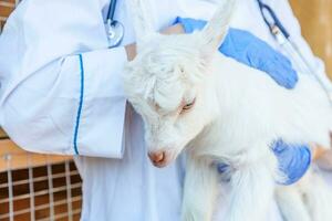 veterinarian woman with stethoscope holding and examining goat kid on ranch background. Young goatling with vet hands for check up in natural eco farm. Animal care and ecological farming concept. photo