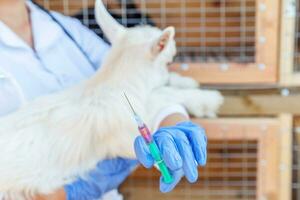 Young veterinarian woman with syringe holding and injecting goat kid on ranch background. Young goatling with vet hands vaccination in natural eco farm. Animal care and ecological farming concept photo