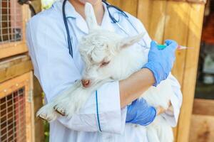 Young veterinarian woman with syringe holding and injecting goat kid on ranch background. Young goatling with vet hands vaccination in natural eco farm. Animal care and ecological farming concept photo