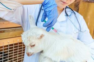 Young veterinarian woman with syringe holding and injecting goat kid on ranch background. Young goatling with vet hands vaccination in natural eco farm. Animal care and ecological farming concept photo