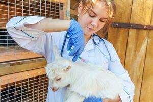 Young veterinarian woman with syringe holding and injecting goat kid on ranch background. Young goatling with vet hands vaccination in natural eco farm. Animal care and ecological farming concept photo