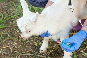 Young veterinarian woman with syringe holding and injecting goat kid on ranch background. Young goatling with vet hands vaccination in natural eco farm. Animal care and ecological farming concept photo