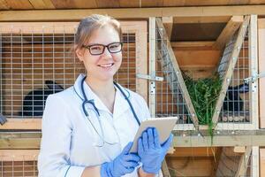 Veterinarian woman with tablet computer checking animal health status on barn ranch background. Vet doctor check up rabbit in natural eco farm. Animal care and ecological livestock farming concept. photo