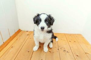 Funny portrait of cute smilling puppy dog border collie at home photo