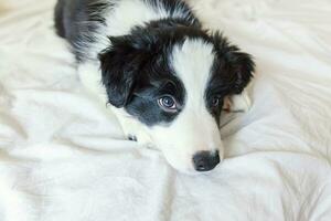 Funny portrait of cute smilling puppy dog border collie in bed at home photo