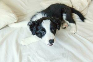 Funny portrait of cute smilling puppy dog border collie in bed at home photo