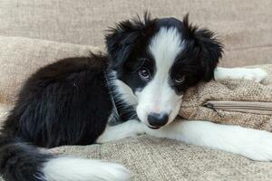 Funny portrait of cute smilling puppy dog border collie at home photo