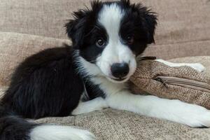 Funny portrait of cute smilling puppy dog border collie at home photo