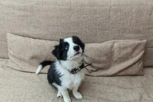 Funny portrait of cute smilling puppy dog border collie at home on couch waiting for reward photo