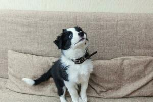 Funny portrait of cute smilling puppy dog border collie at home on couch waiting for reward photo