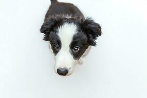 Funny studio portrait of cute smilling puppy dog border collie on white background photo