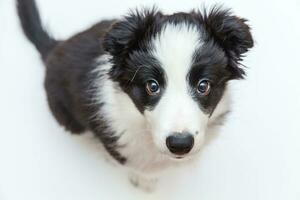 Funny studio portrait of cute smilling puppy dog border collie on white background photo