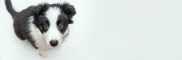 Funny studio portrait of cute smilling puppy dog border collie isolated on white background. Pet care and animals concept. Banner photo