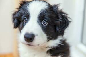 Funny portrait of cute smilling puppy dog border collie at home photo