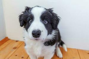 Funny portrait of cute smilling puppy dog border collie at home photo