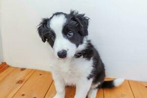 Funny portrait of cute smilling puppy dog border collie at home photo