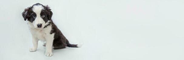 Funny studio portrait of cute smilling puppy dog border collie isolated on white background. Pet care and animals concept. Banner photo