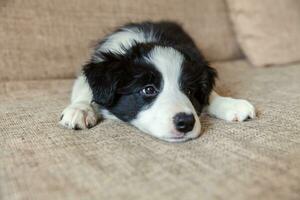 Funny portrait of cute smilling puppy dog border collie at home photo