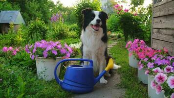 retrato al aire libre de un lindo perro border collie sosteniendo una lata de agua en la boca sobre el fondo del jardín. perro cachorro divertido como jardinero buscando regadera para riego. concepto de jardinería y agricultura. foto