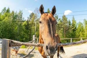 Racecourse concept. Modern animal livestock. Brown horse stallions in stall relaxing in training corral, farm countryside background. Horse in paddock corral outdoor. Horse in natural eco farm. photo