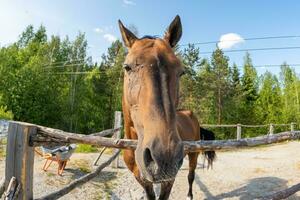 Racecourse concept. Modern animal livestock. Brown horse stallions in stall relaxing in training corral, farm countryside background. Horse in paddock corral outdoor. Horse in natural eco farm. photo