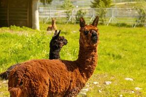 Cute alpaca with funny face relaxing on ranch in summer day. Domestic alpacas grazing on pasture in natural eco farm, countryside background. Animal care and ecological farming concept photo