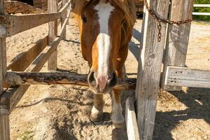 Racecourse concept. Modern animal livestock. Brown horse stallions in stall relaxing in training corral, farm countryside background. Horse in paddock corral outdoor. Horse in natural eco farm. photo