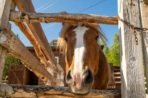 Racecourse concept. Modern animal livestock. Brown horse stallions in stall relaxing in training corral, farm countryside background. Horse in paddock corral outdoor. Horse in natural eco farm. photo