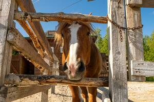 Racecourse concept. Modern animal livestock. Brown horse stallions in stall relaxing in training corral, farm countryside background. Horse in paddock corral outdoor. Horse in natural eco farm. photo