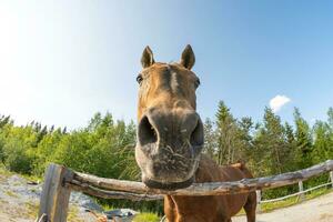 Racecourse concept. Modern animal livestock. Brown horse stallions in stall relaxing in training corral, farm countryside background. Horse in paddock corral outdoor. Horse in natural eco farm. photo