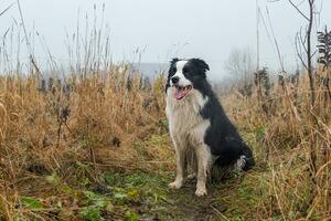 Pet activity. Cute puppy dog border collie sitting in autumn park forest outdoor. Pet dog on walking in foggy autumn fall day. Dog walking. Hello Autumn cold weather concept. photo