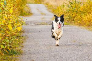 Outdoor portrait of cute smiling puppy border collie running in autumn park outdoor. Little dog with funny face on walking in sunny autumn fall day. Hello Autumn cold weather concept. photo