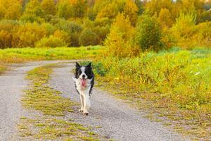 Outdoor portrait of cute smiling puppy border collie running in autumn park outdoor. Little dog with funny face on walking in sunny autumn fall day. Hello Autumn cold weather concept. photo