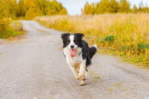 Outdoor portrait of cute smiling puppy border collie running in autumn park outdoor. Little dog with funny face on walking in sunny autumn fall day. Hello Autumn cold weather concept. photo