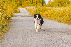 retrato al aire libre de lindo cachorro sonriente border collie corriendo en el parque de otoño al aire libre. perrito con cara graciosa al caminar en el soleado día de otoño. hola concepto de clima frío de otoño. foto