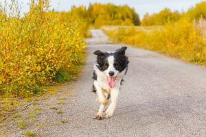 retrato al aire libre de lindo cachorro sonriente border collie corriendo en el parque de otoño al aire libre. perrito con cara graciosa al caminar en el soleado día de otoño. hola concepto de clima frío de otoño. foto