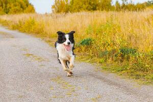 Outdoor portrait of cute smiling puppy border collie running in autumn park outdoor. Little dog with funny face on walking in sunny autumn fall day. Hello Autumn cold weather concept. photo