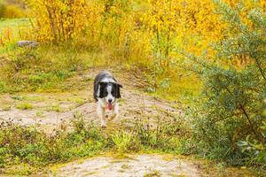 Outdoor portrait of cute smiling puppy border collie running in autumn park outdoor. Little dog with funny face on walking in sunny autumn fall day. Hello Autumn cold weather concept. photo