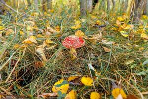 agárico de mosca de hongos alucinógenos tóxicos y hojas amarillas en la hierba en el bosque de otoño. rojo venenoso amanita muscaria hongo macro de cerca en el entorno natural. inspirador paisaje natural de otoño. foto