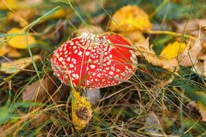 Toxic hallucinogen mushroom Fly Agaric and yellow leaves in grass on autumn forest. Red poisonous Amanita Muscaria fungus macro close up in natural environment. Inspirational natural fall landscape. photo