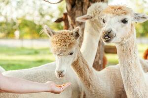 linda alpaca con cara graciosa relajándose en el rancho en verano. alpacas domésticas pastando en pastos en el fondo natural del campo de la granja ecológica. concepto de cuidado animal y agricultura ecológica foto